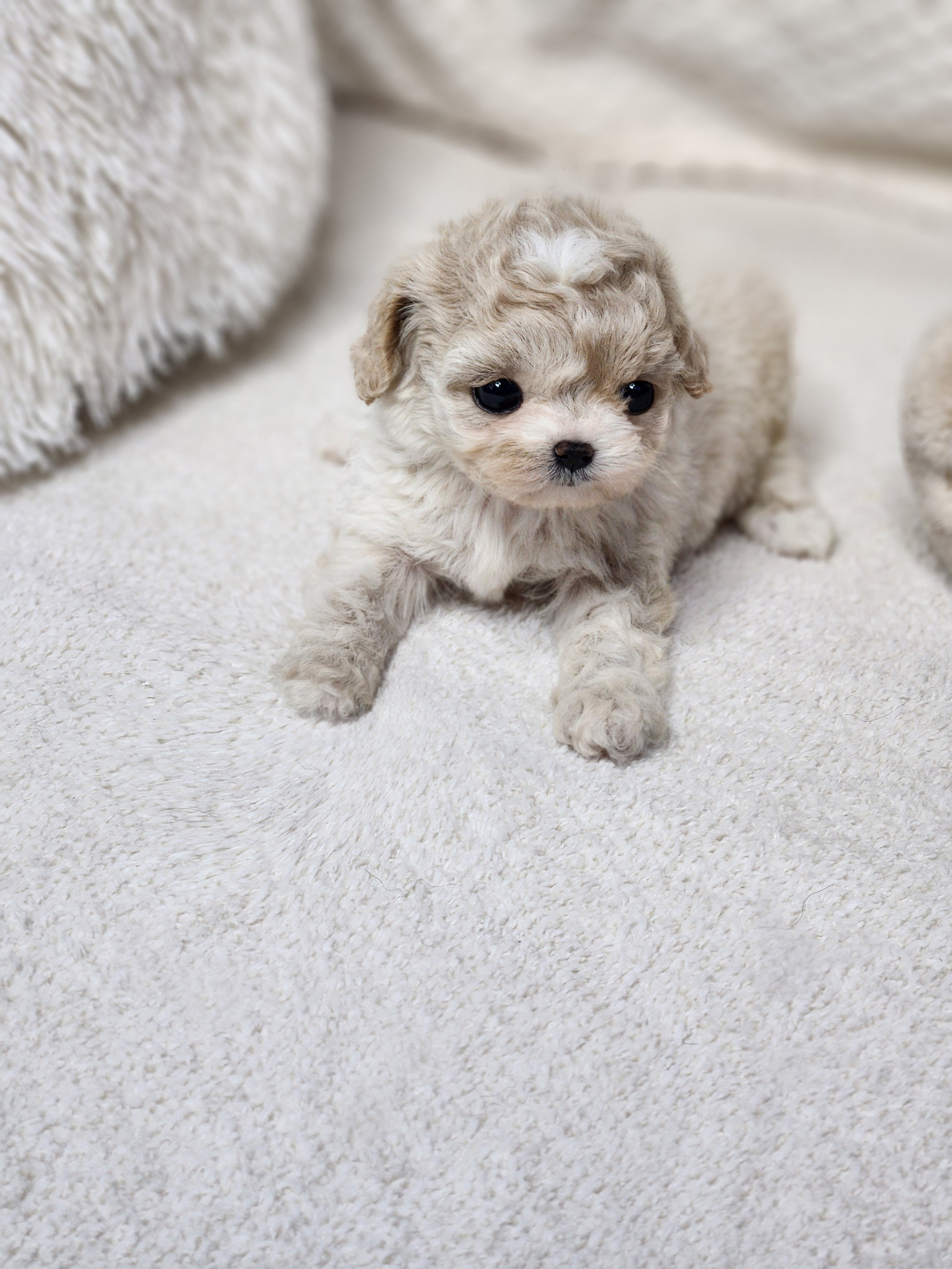 푸숑 입양합니다