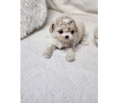 푸숑 입양합니다