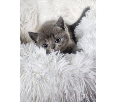 브리티쉬숏헤어 입양합니다