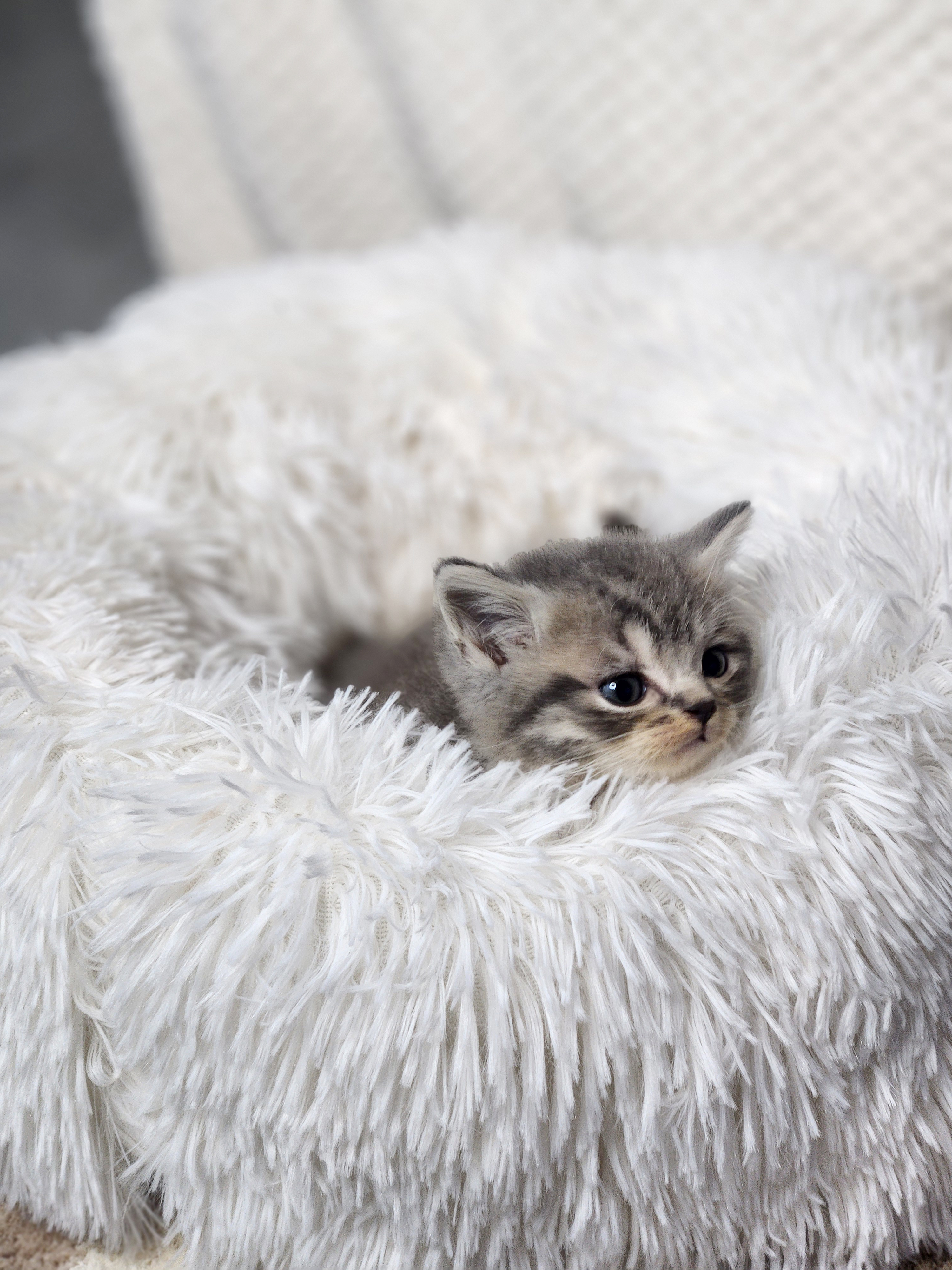 브리티쉬숏헤어 입양합니다