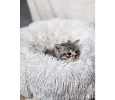 브리티쉬숏헤어 입양합니다