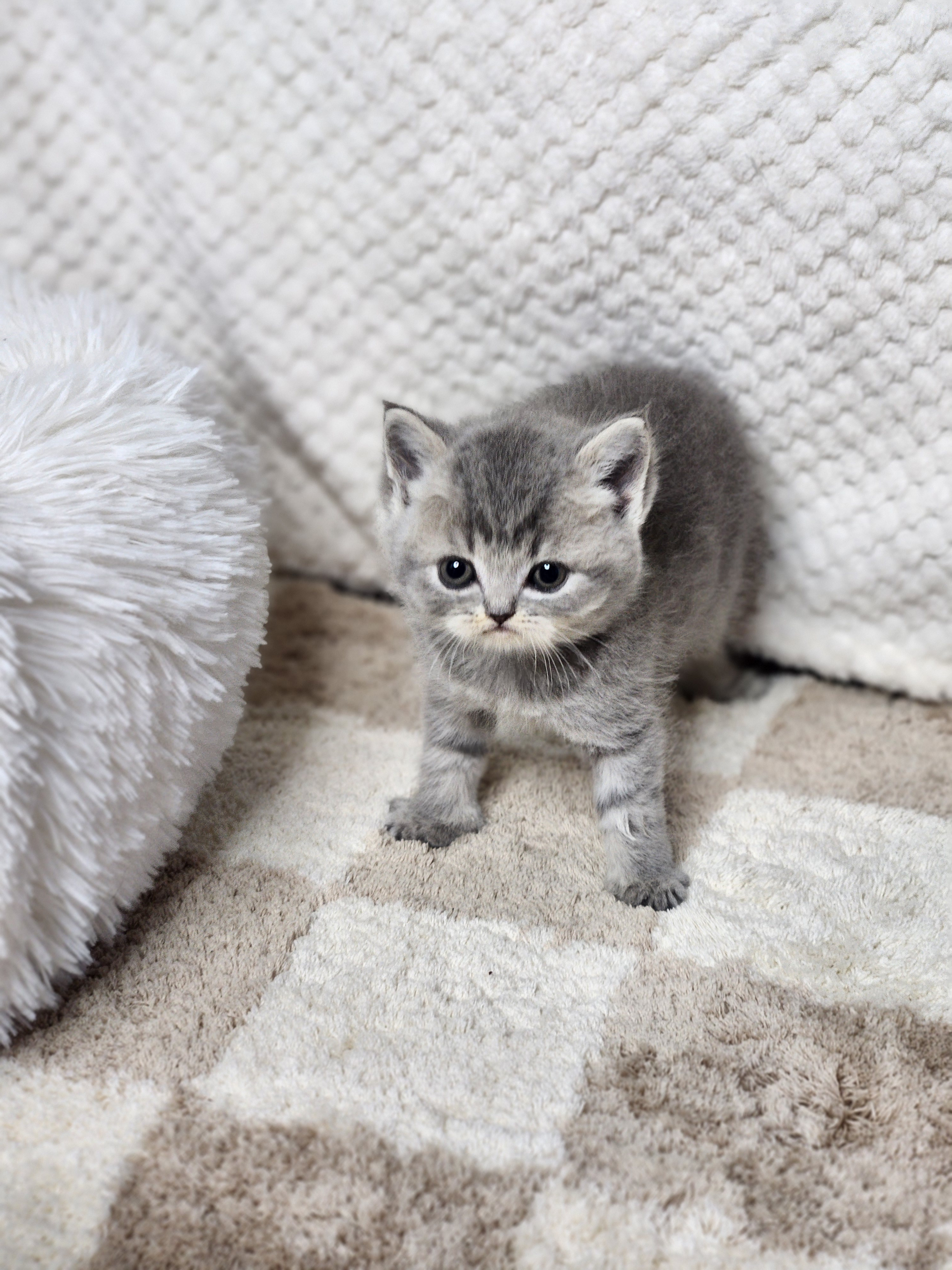 브리티쉬숏헤어 입양합니다