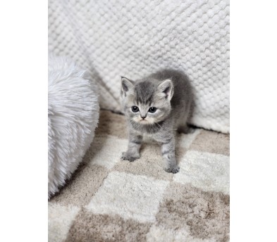 브리티쉬숏헤어 입양합니다