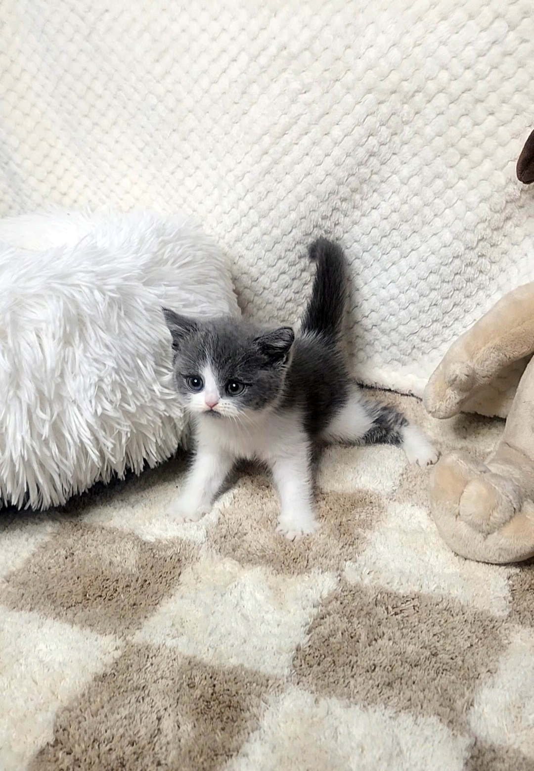 브리티쉬숏헤어 입양합니다