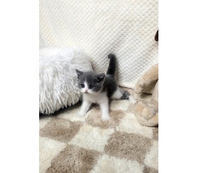 브리티쉬숏헤어 입양합니다