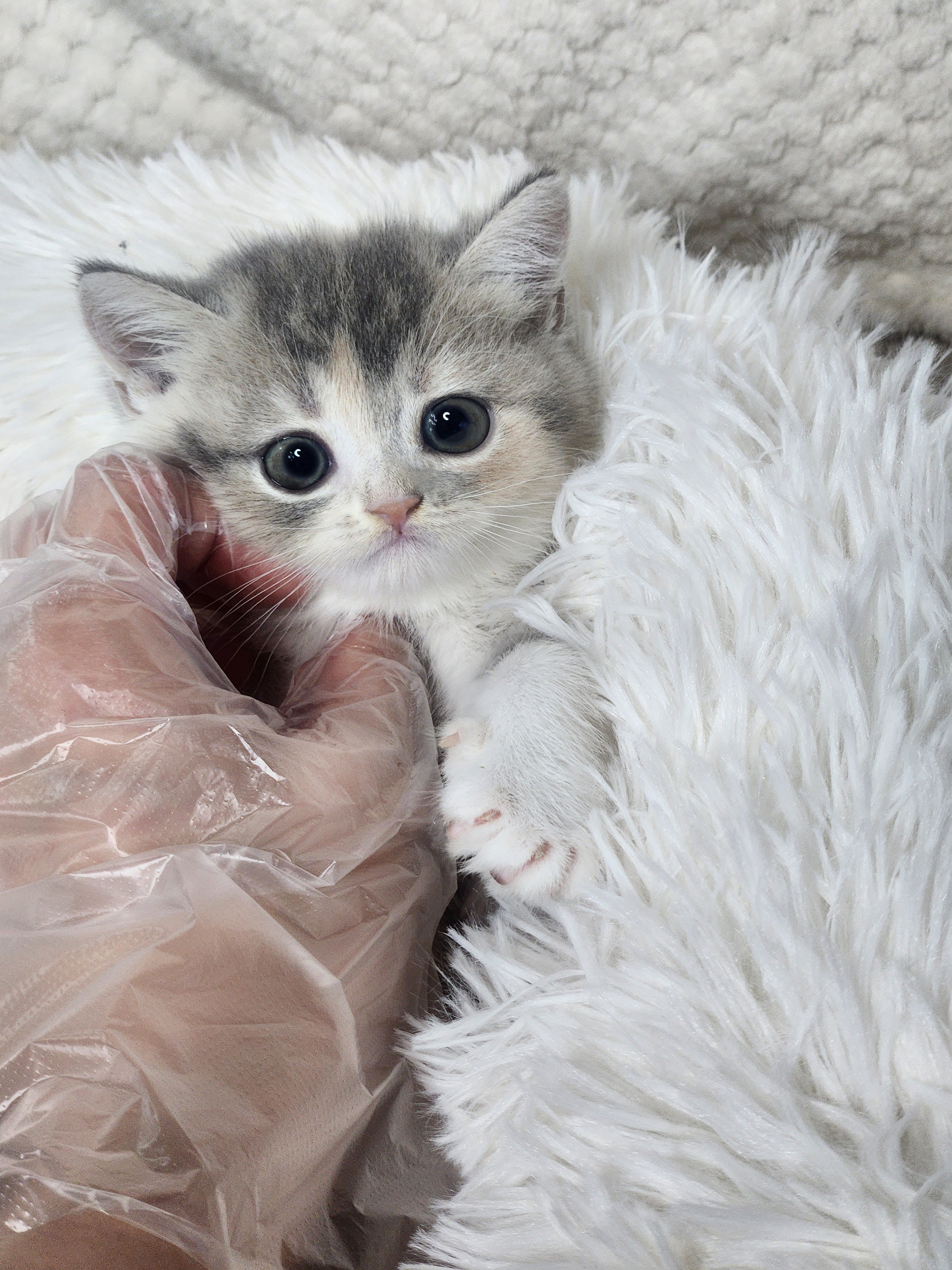 브리티쉬숏헤어 입양합니다