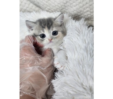 브리티쉬숏헤어 입양합니다