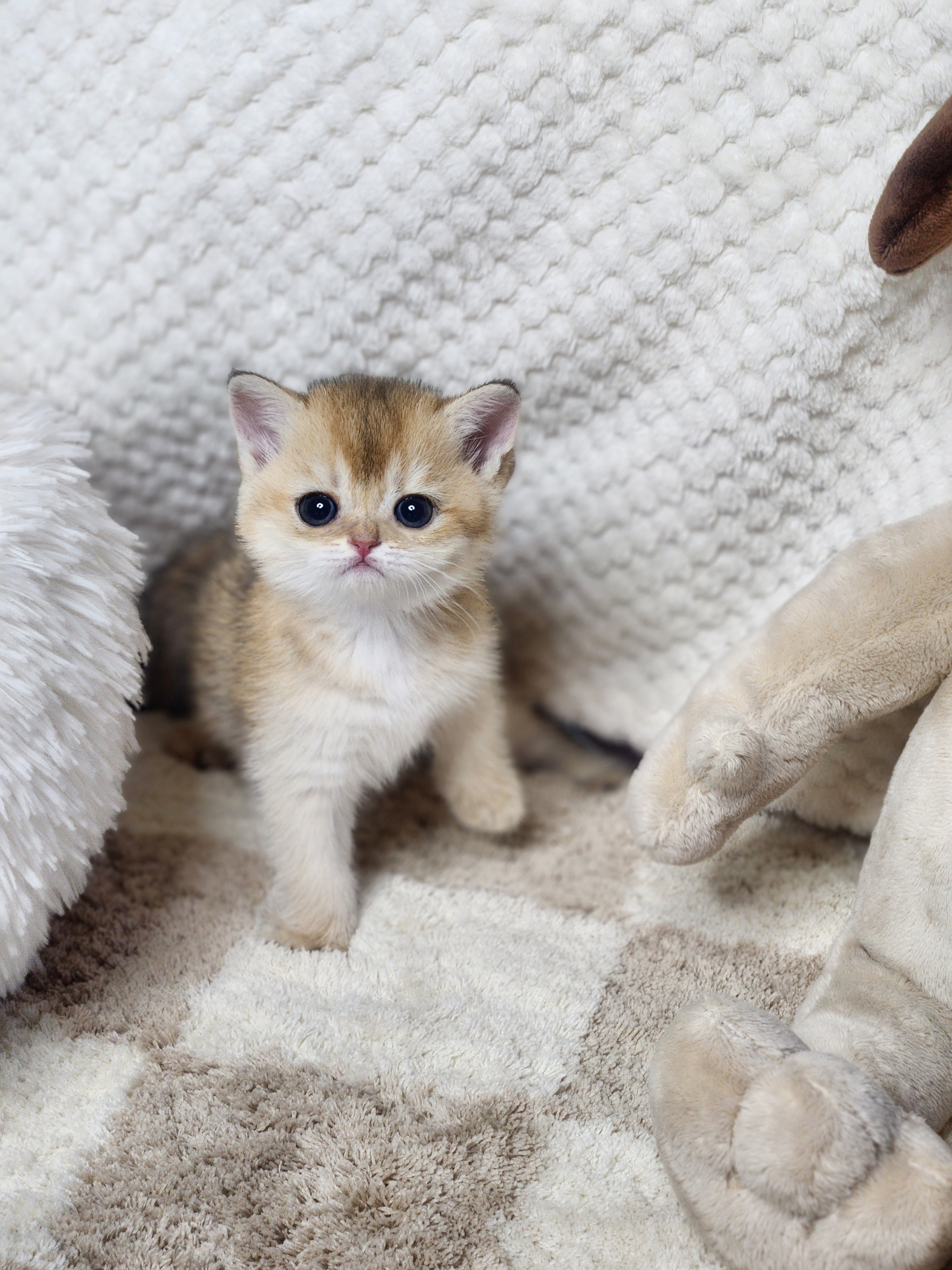 브리티쉬숏헤어 입양합니다