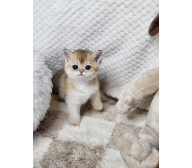 브리티쉬숏헤어 입양합니다