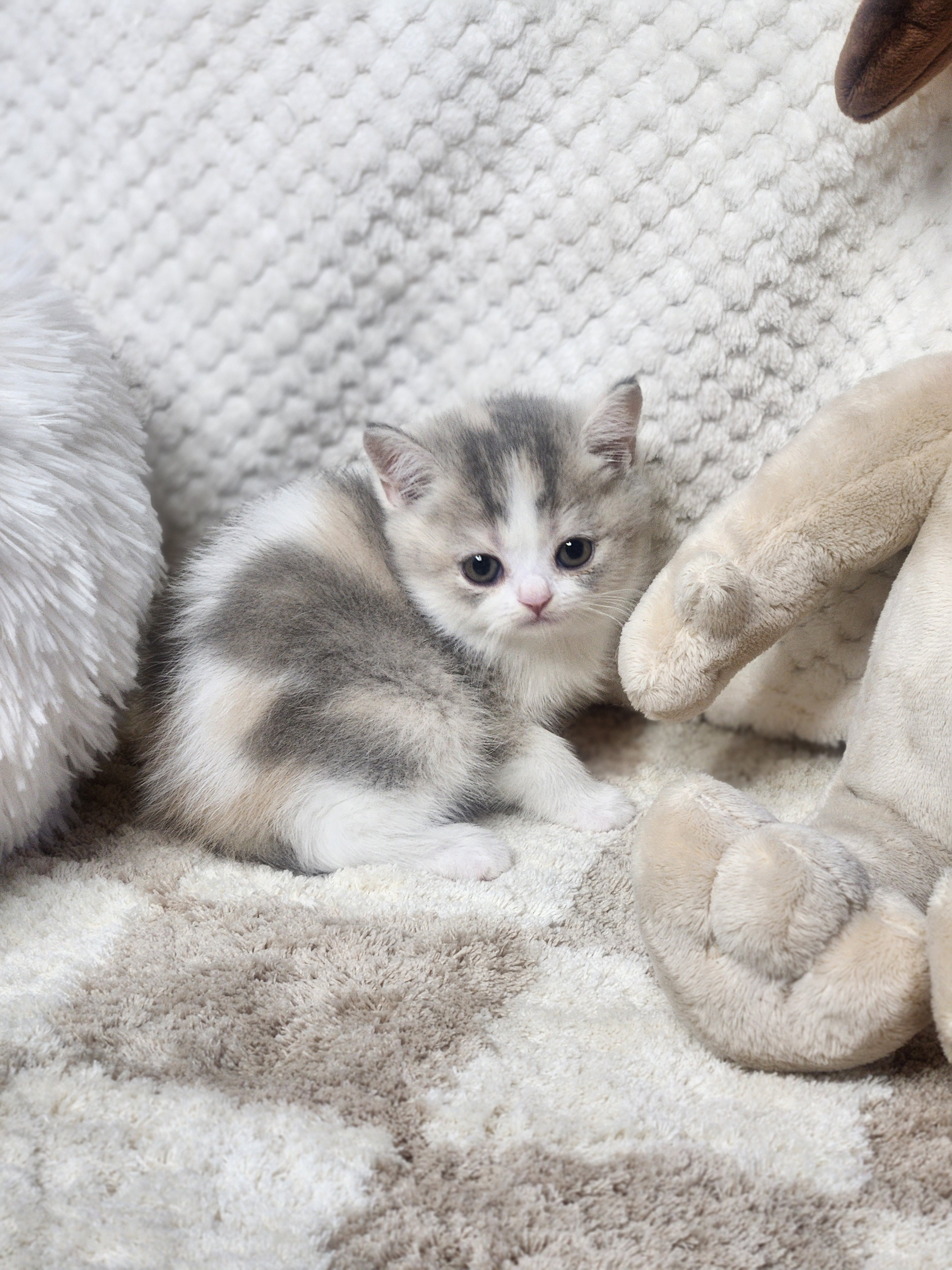 브리티쉬숏헤어 입양합니다 
