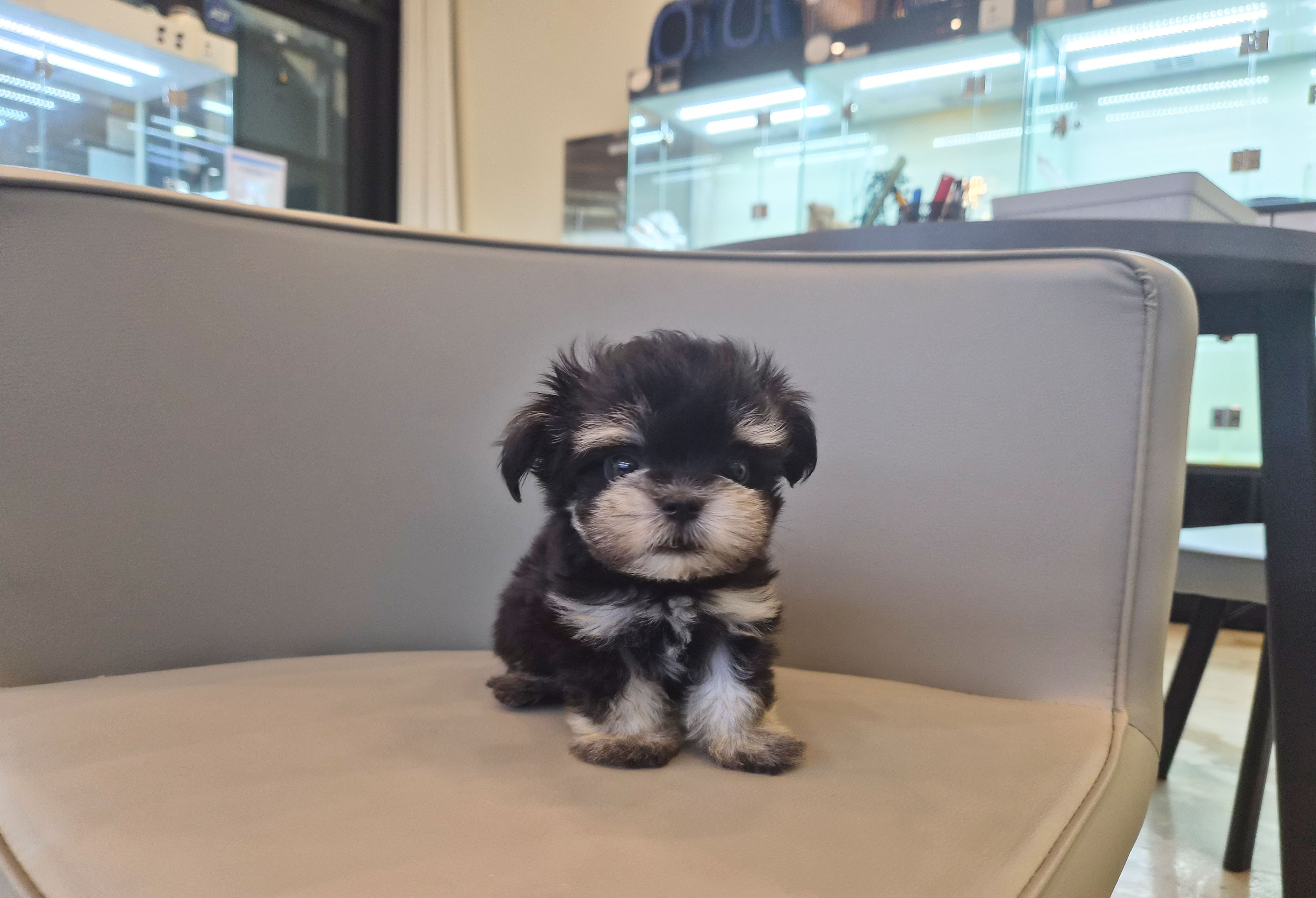 말티슈 입양합니다