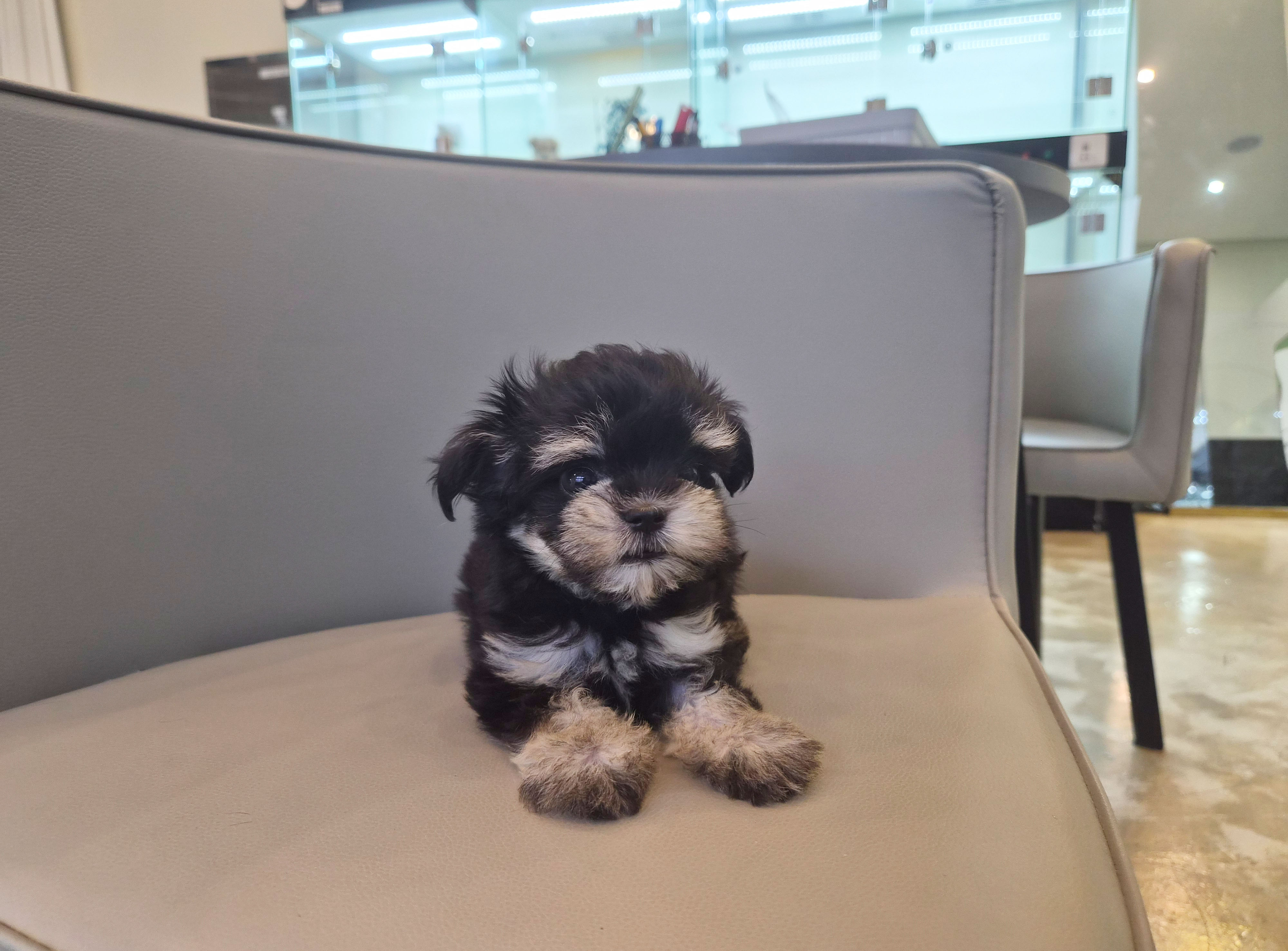 말티슈 입양합니다