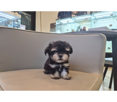 말티슈 입양합니다