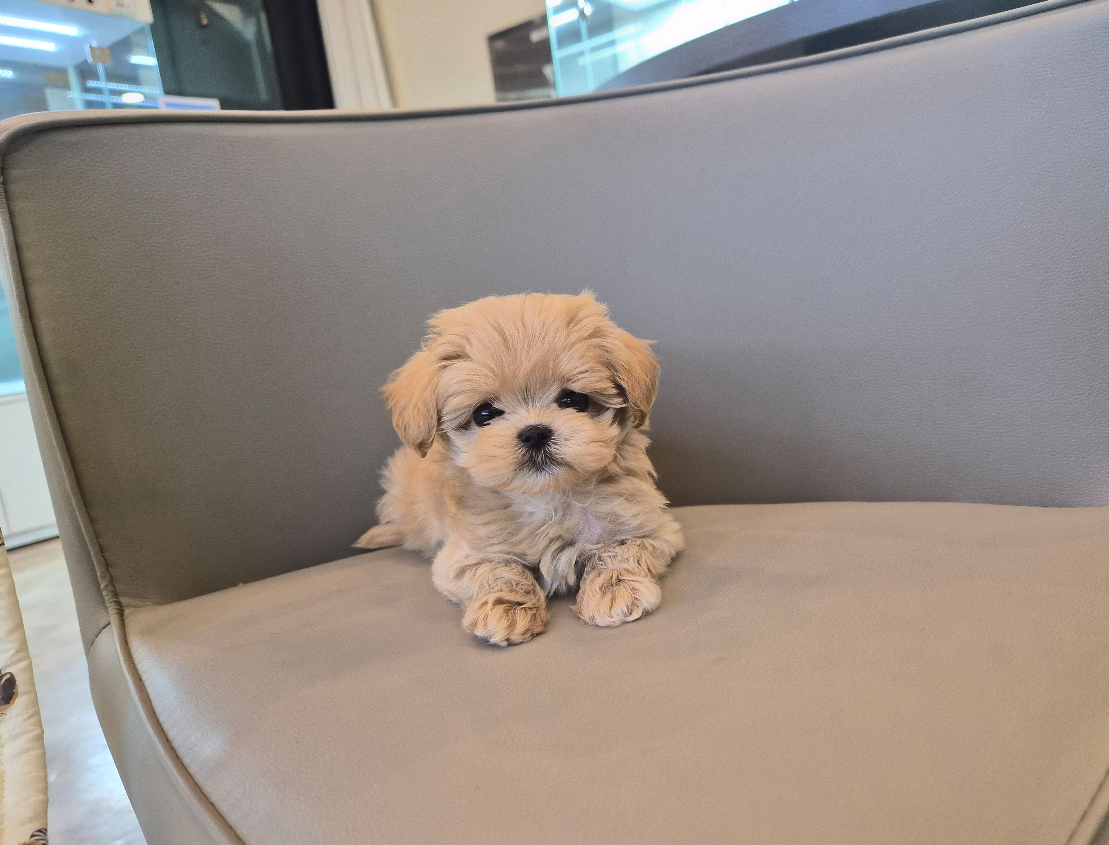 말티푸 입양합니다