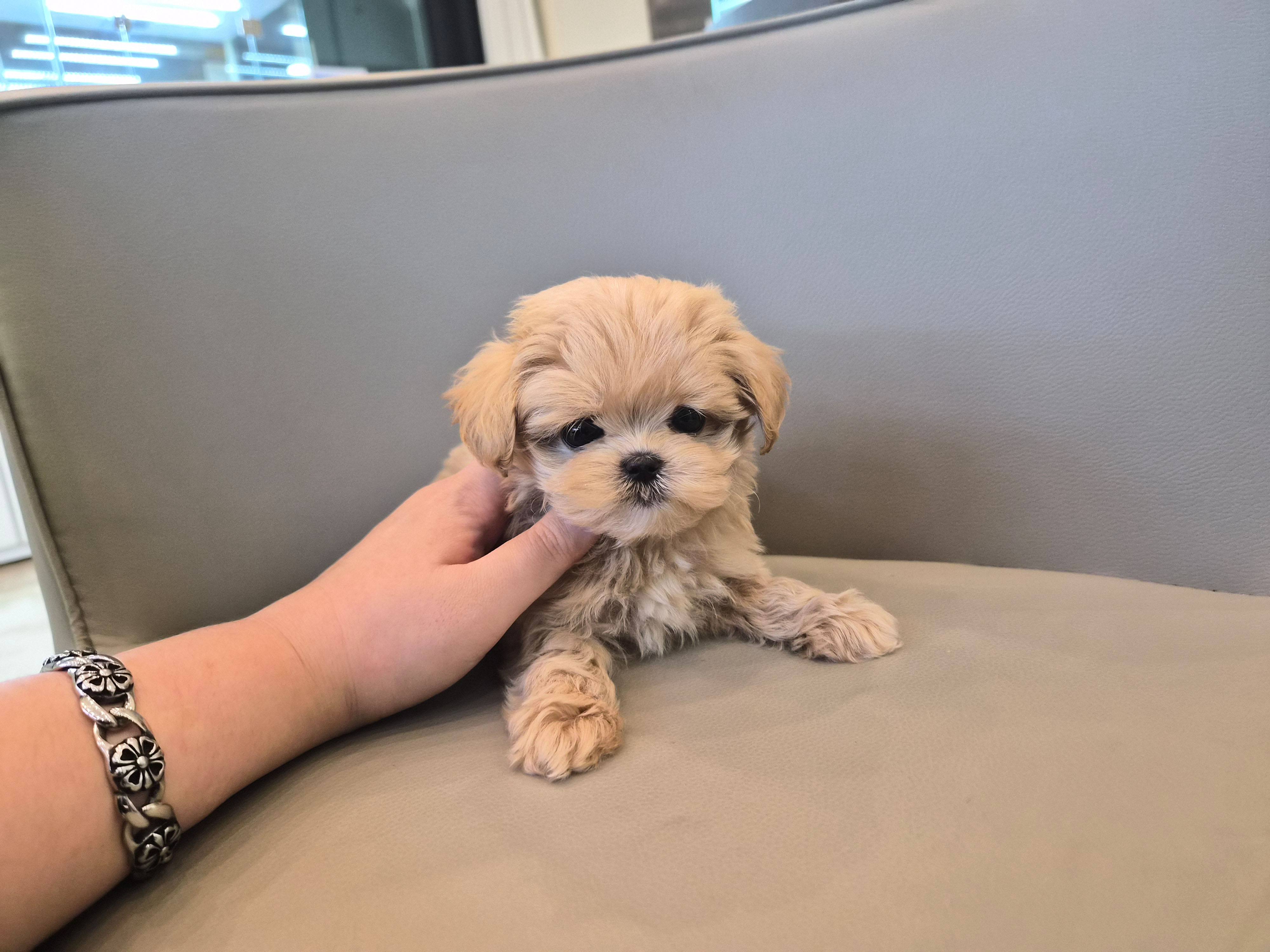 말티푸 입양합니다