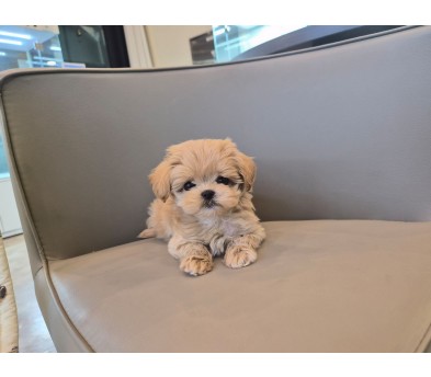 말티푸 입양합니다