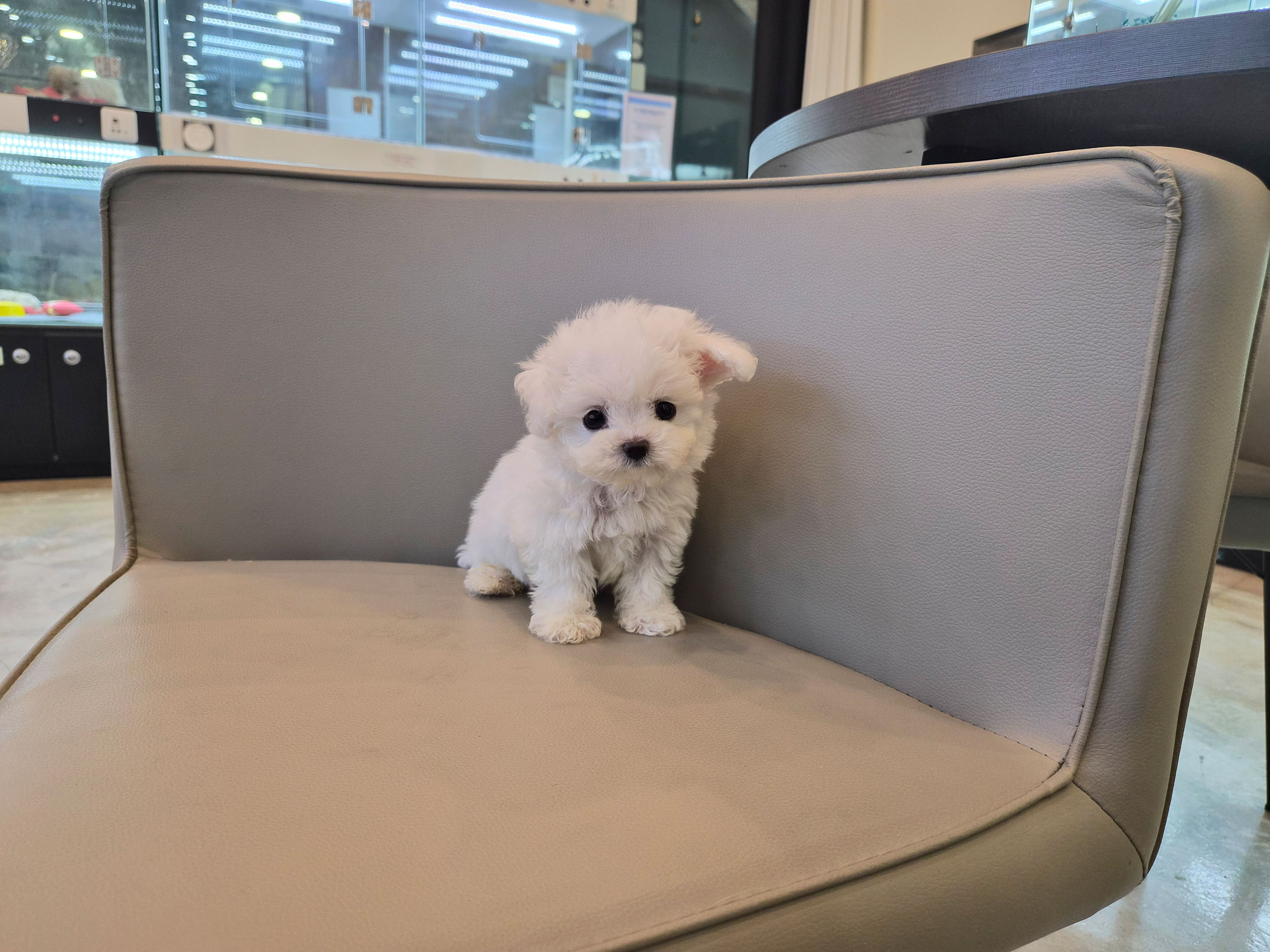 미니비숑 입양합니다