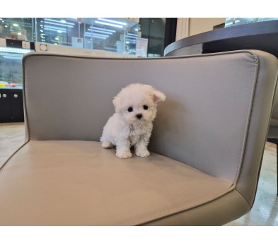 미니비숑 입양합니다