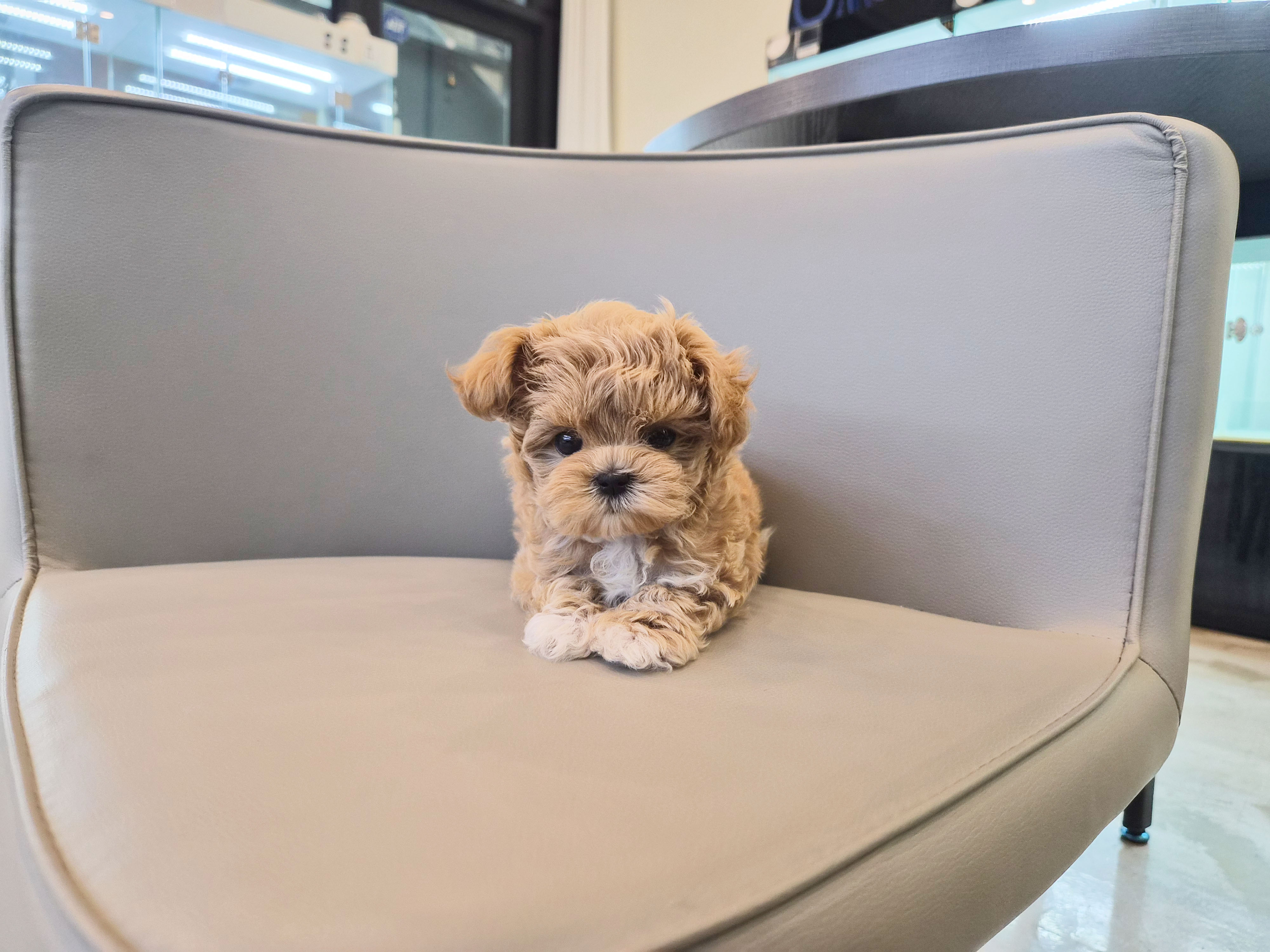 말티푸 입양합니다