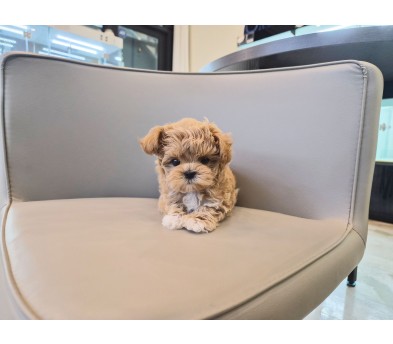 말티푸 입양합니다