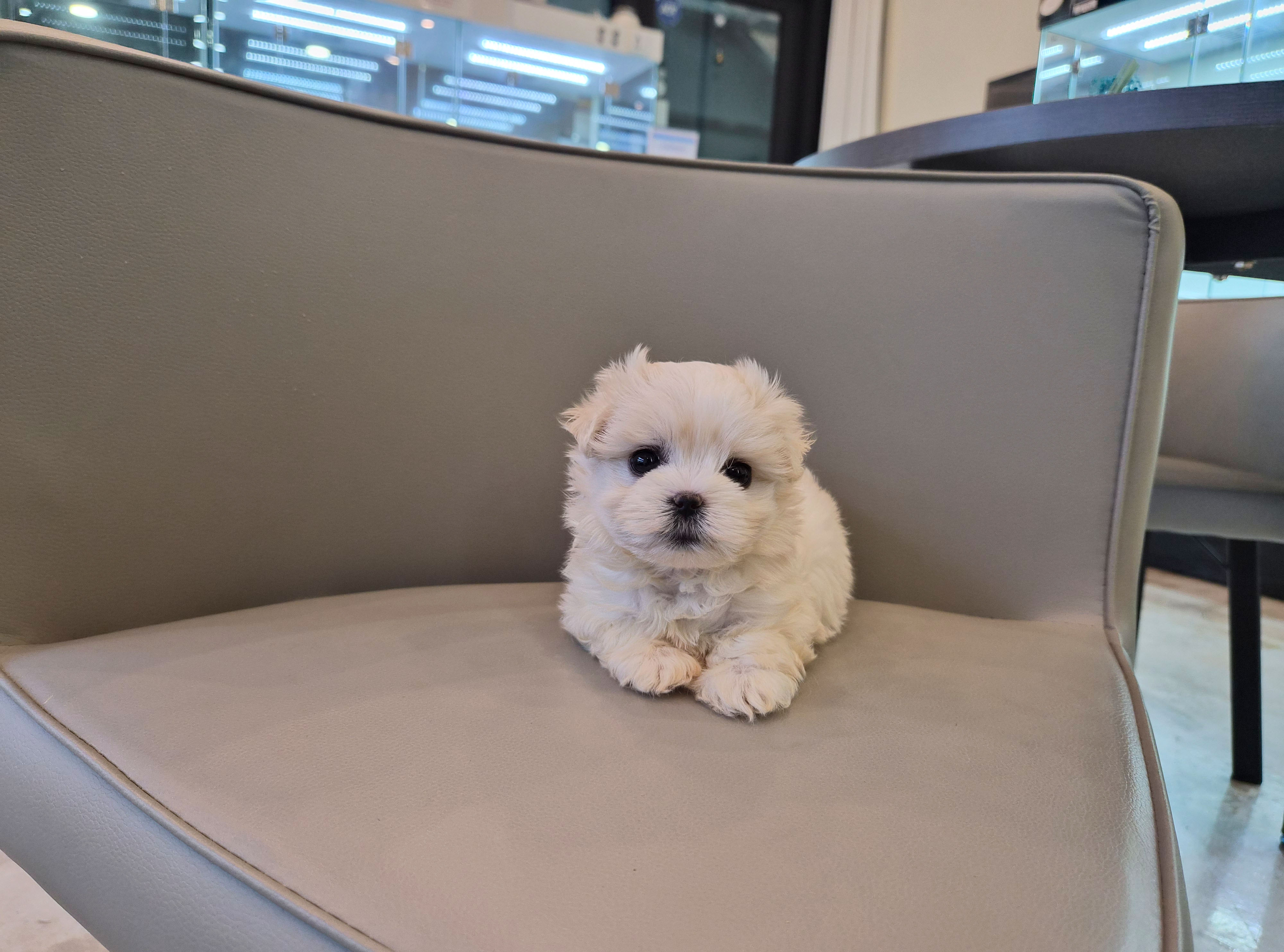 말티푸 입양합니다