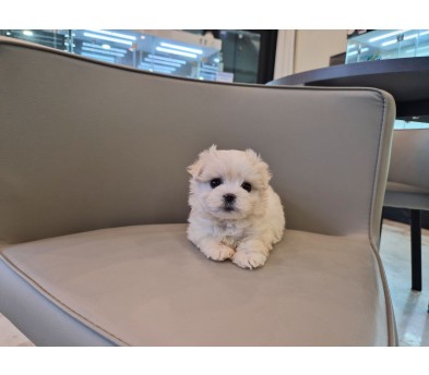 말티푸 입양합니다