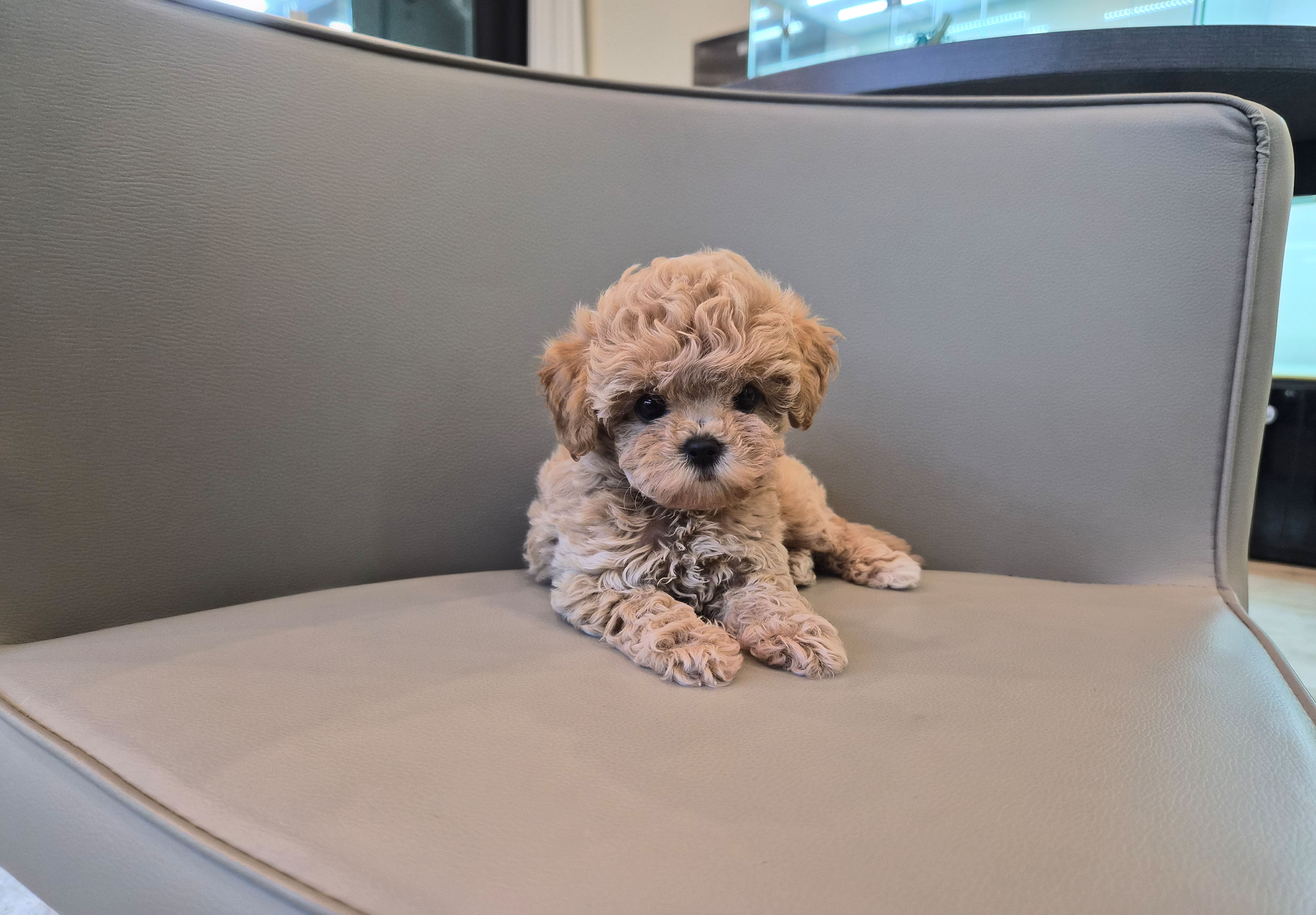 토이푸들 입양합니다