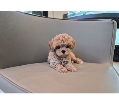 토이푸들 입양합니다