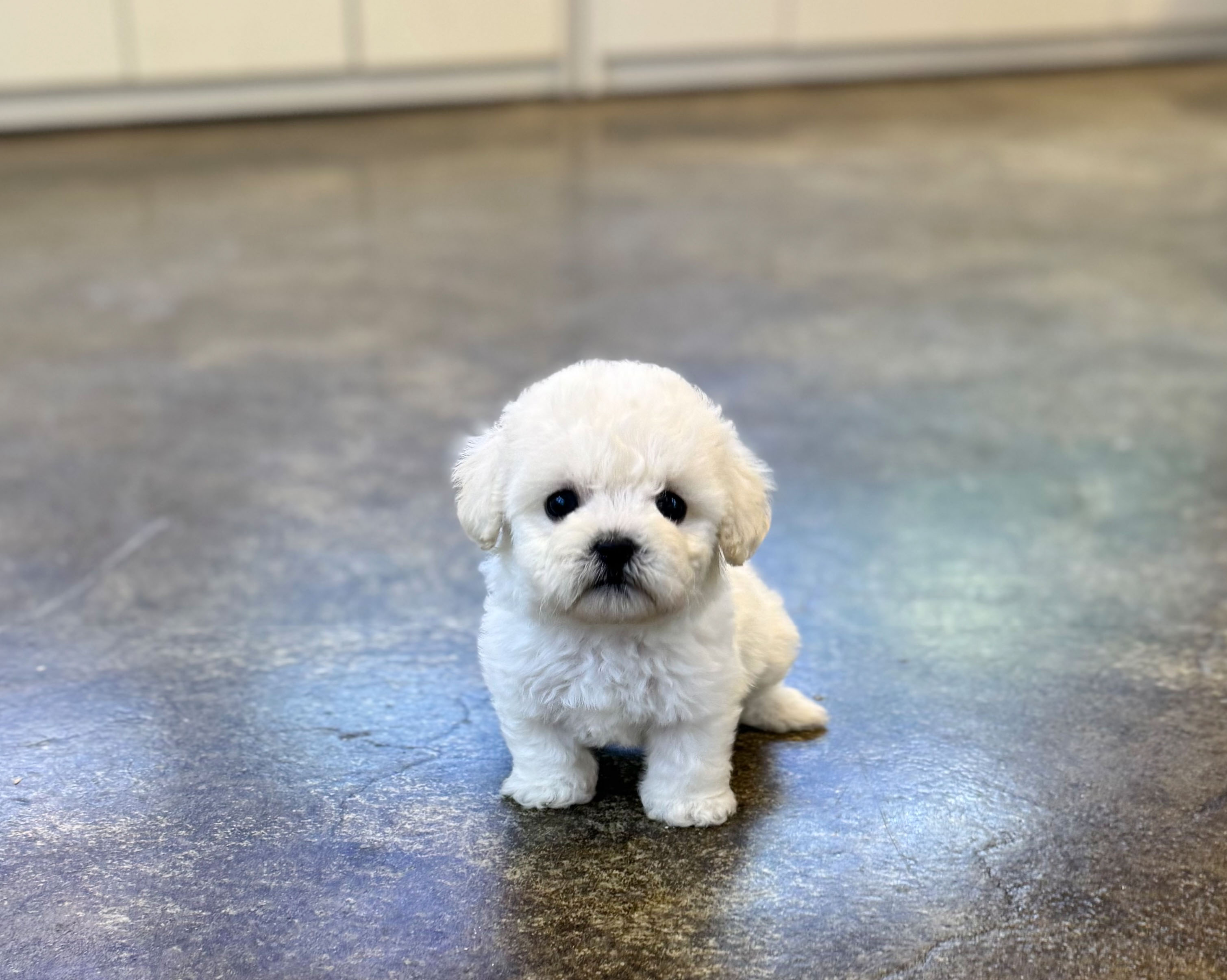 미니비숑 입양합니다