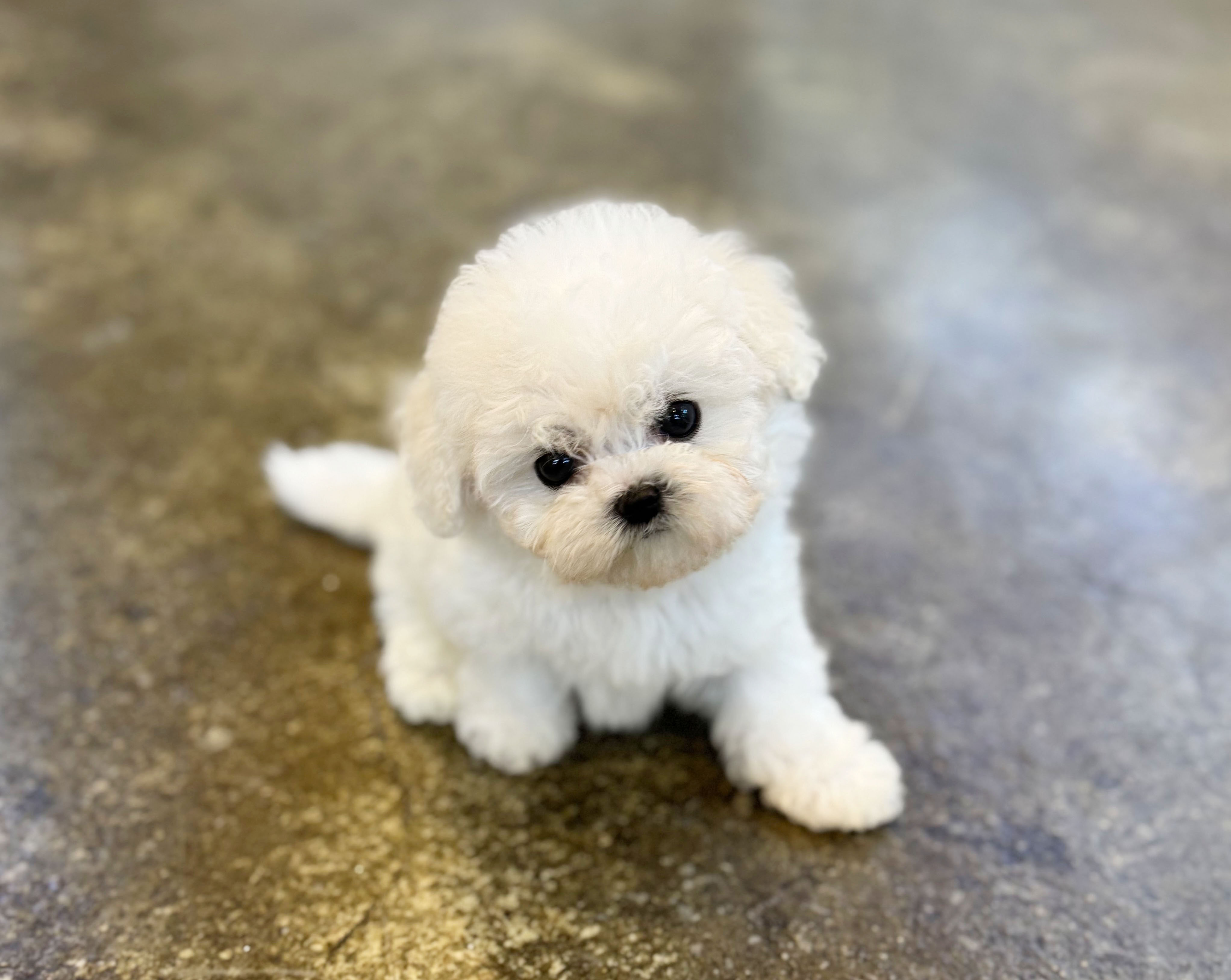 미니비숑 입양합니다