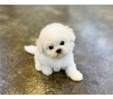 미니비숑 입양합니다