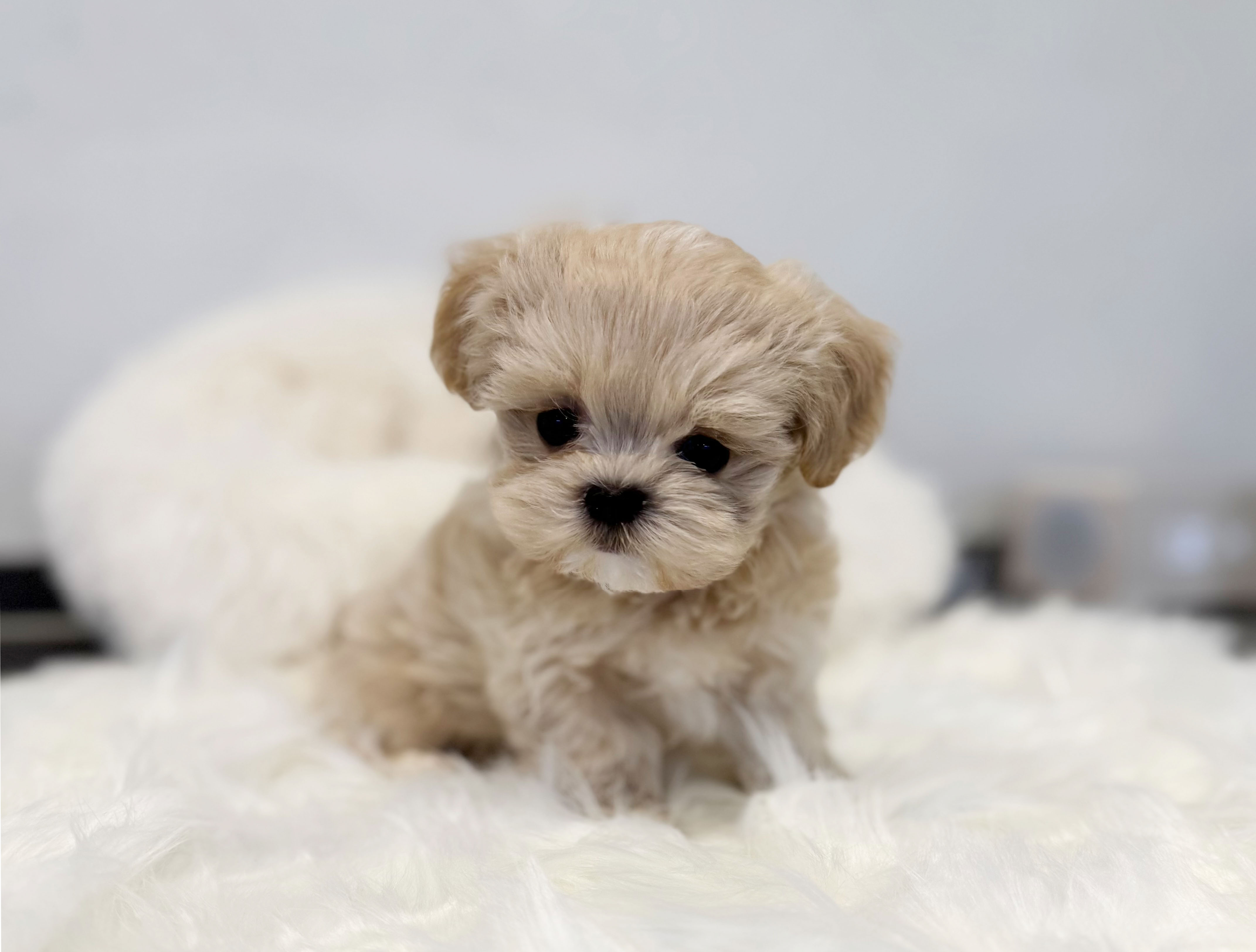 말티푸 입양합니다