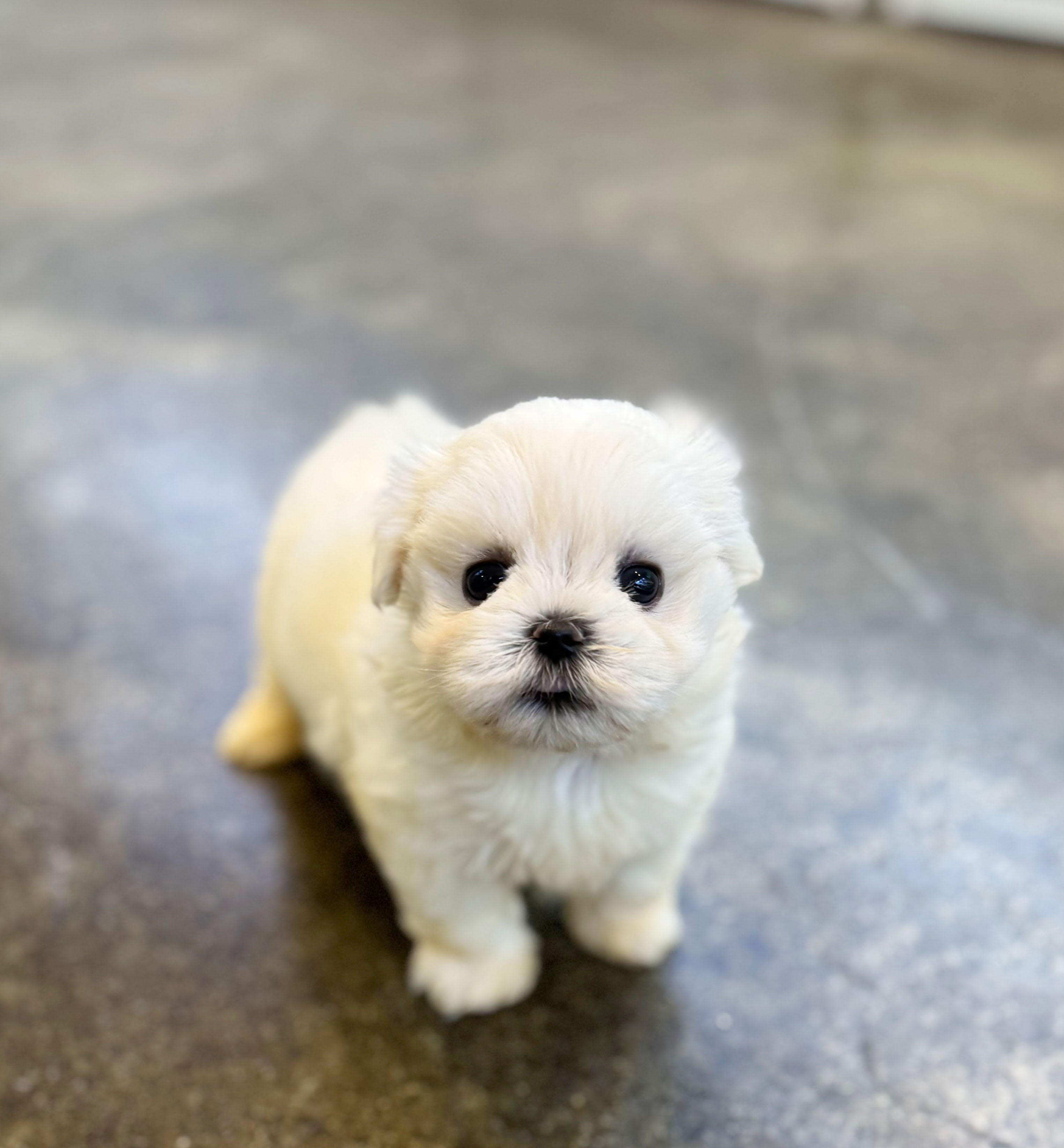 말티푸 입양합니다