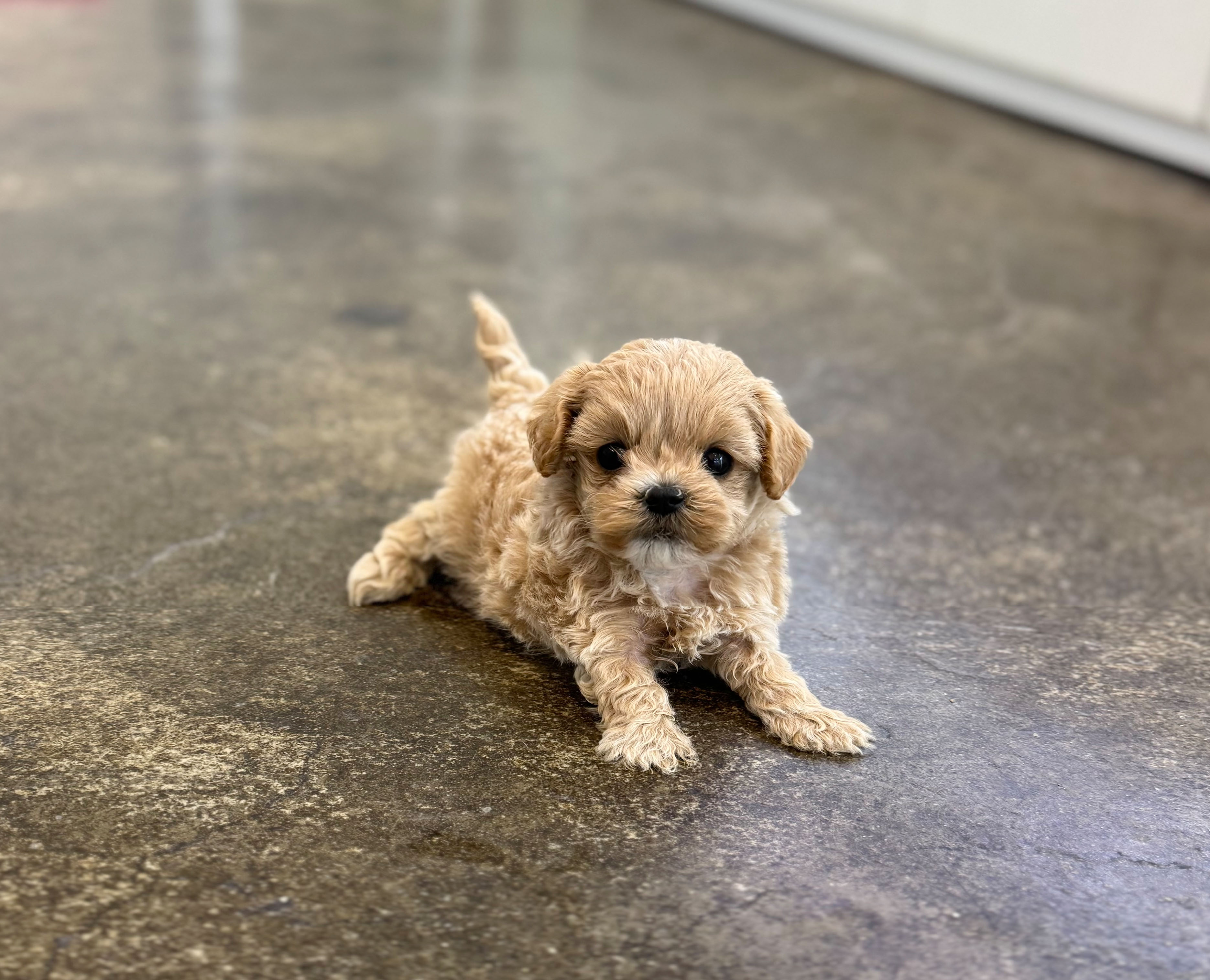 말티푸 입양합니다