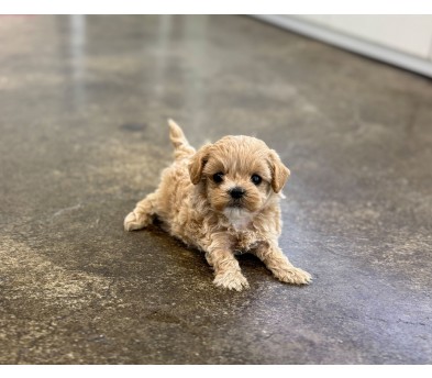 말티푸 입양합니다