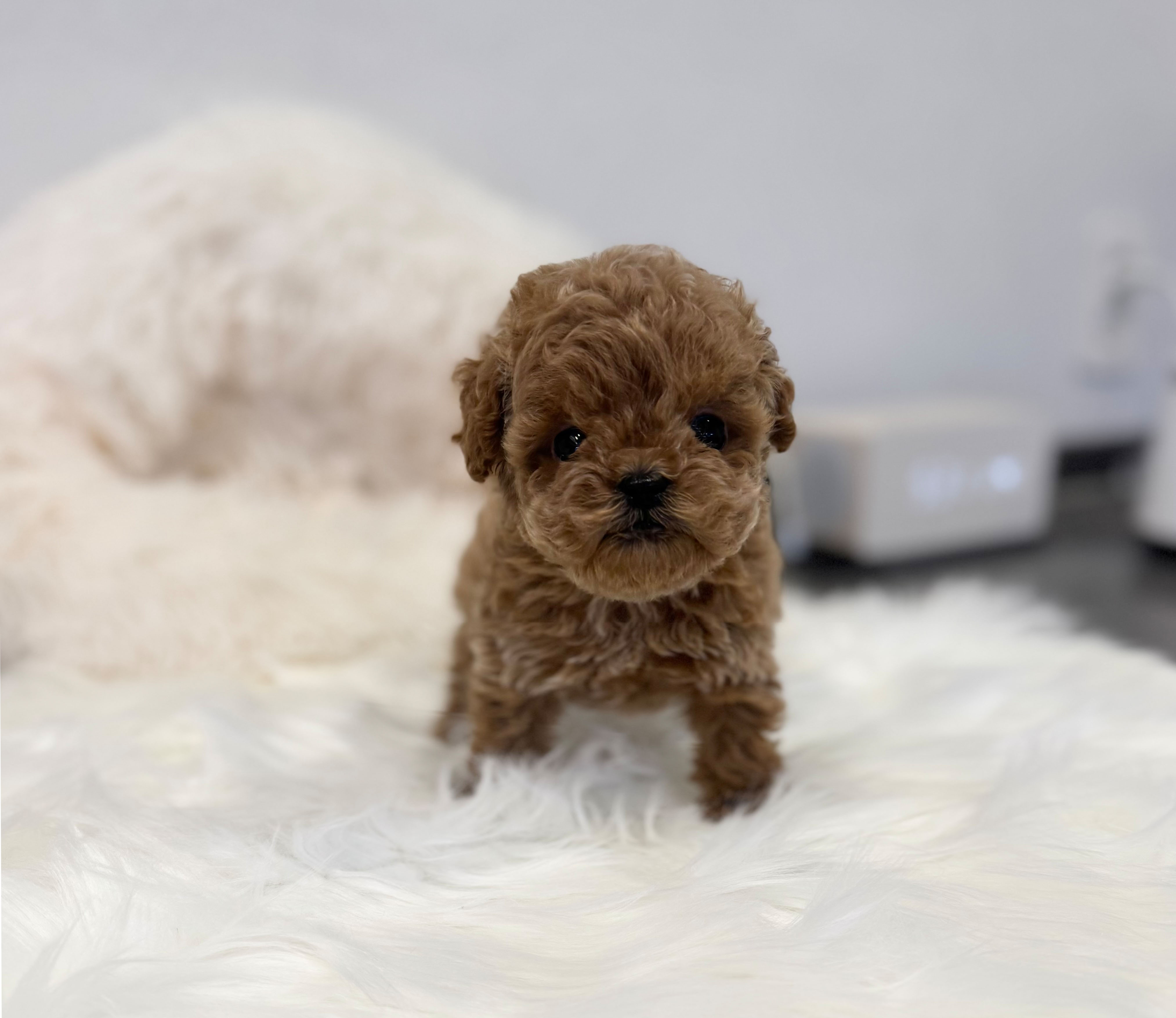 토이푸들 입양합니다