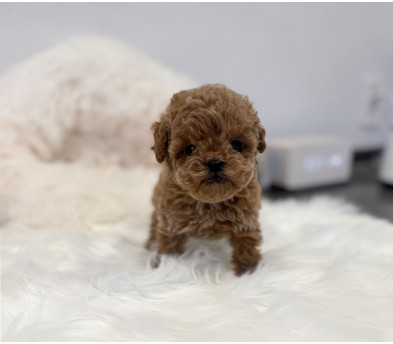 토이푸들 입양합니다