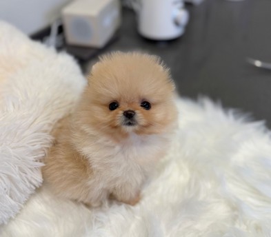 포메라니안 입양합니다