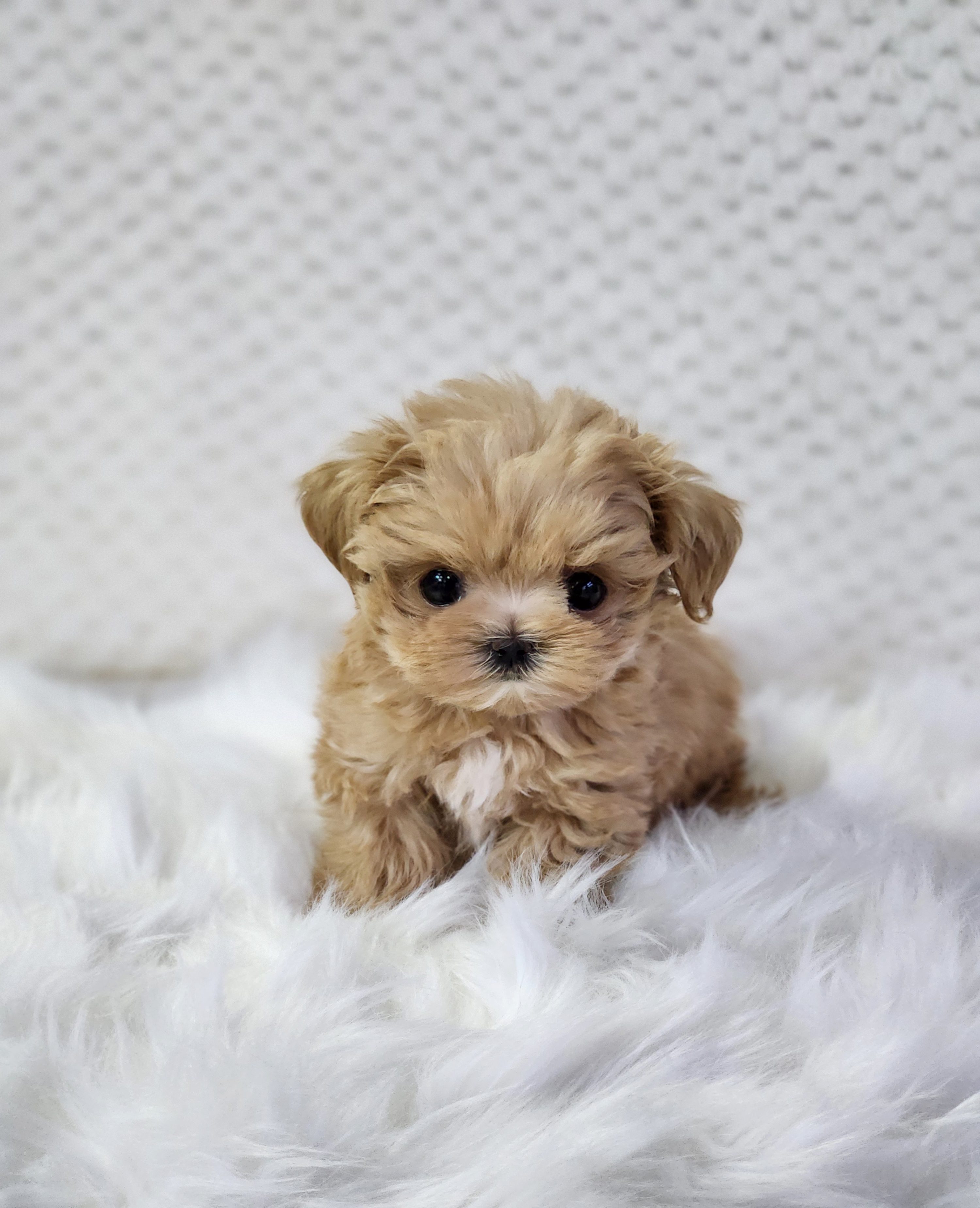 말티푸 입양합니다