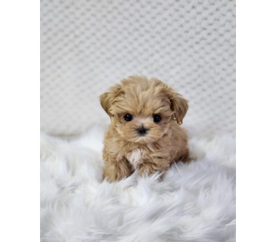 말티푸 입양합니다