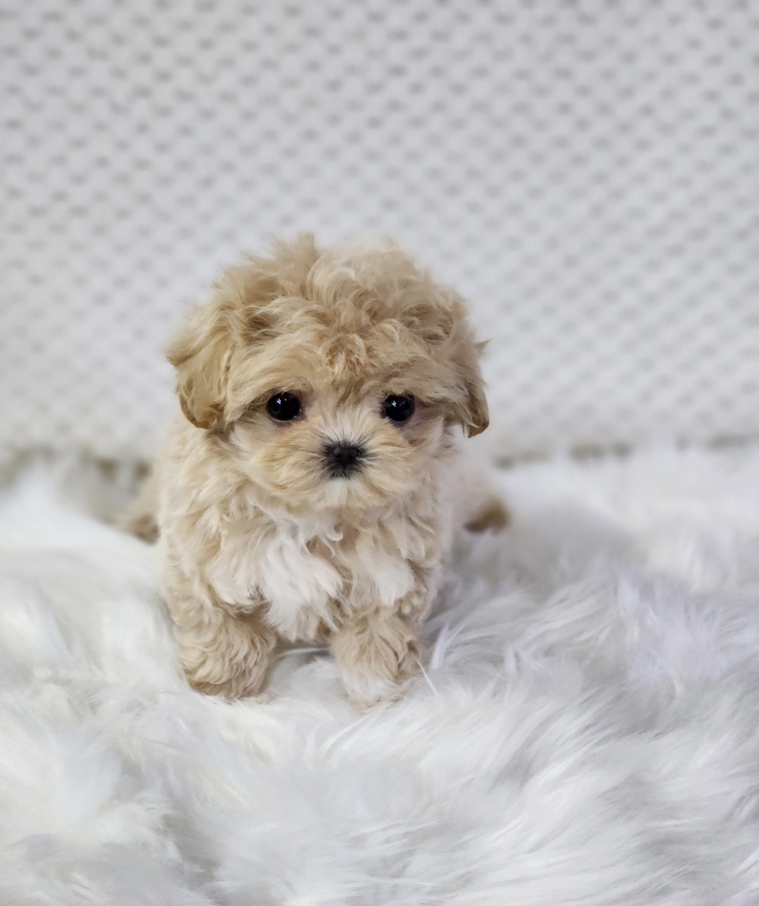 말티푸 입양합니다