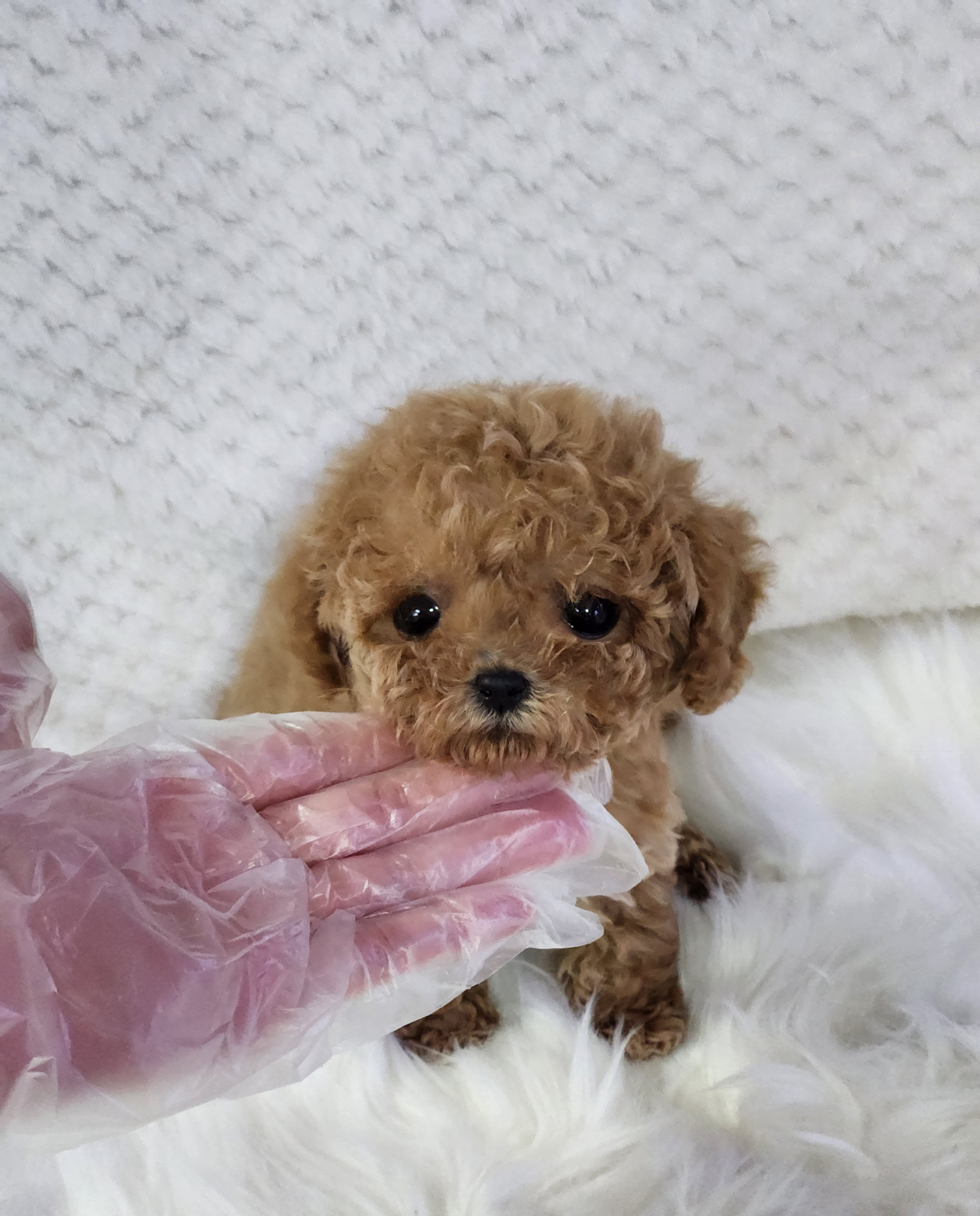 토이푸들 입양합니다