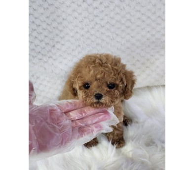 토이푸들 입양합니다