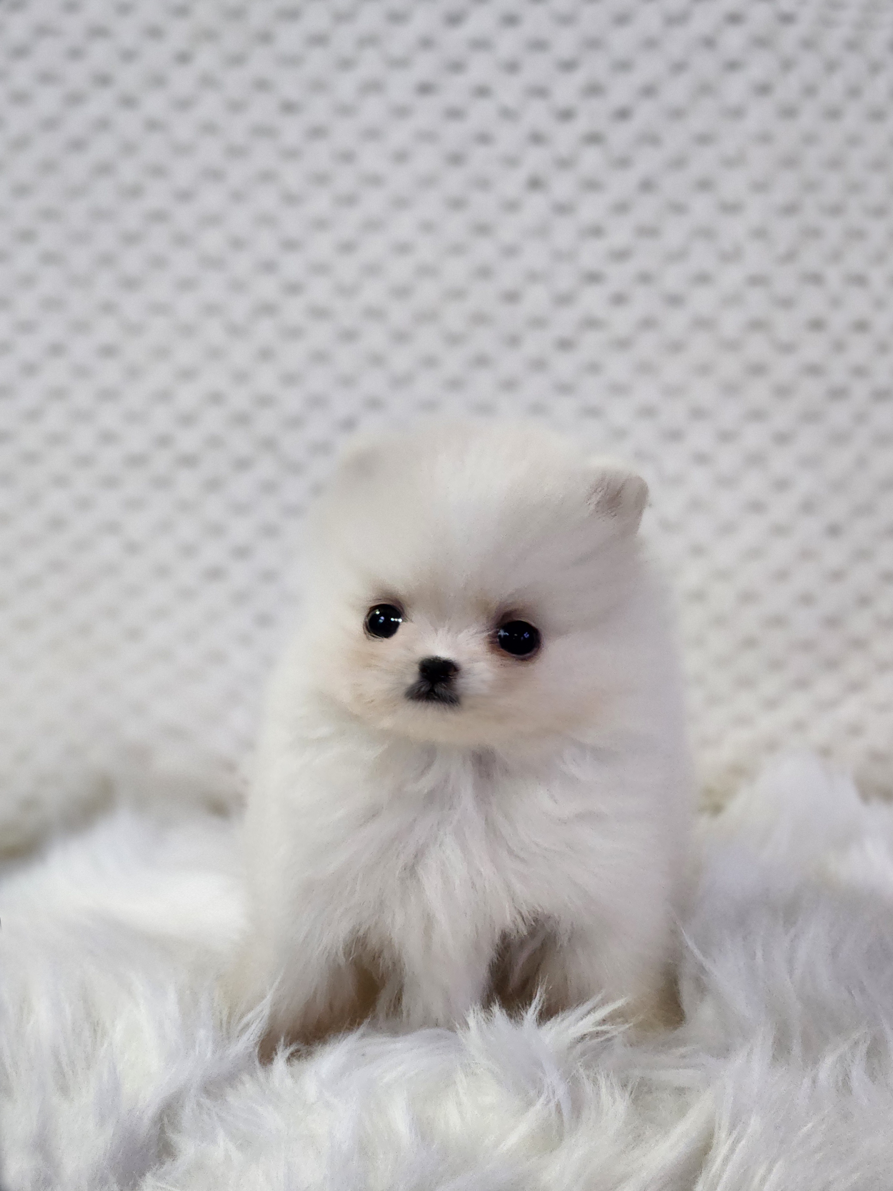 포메라니안 입양합니다