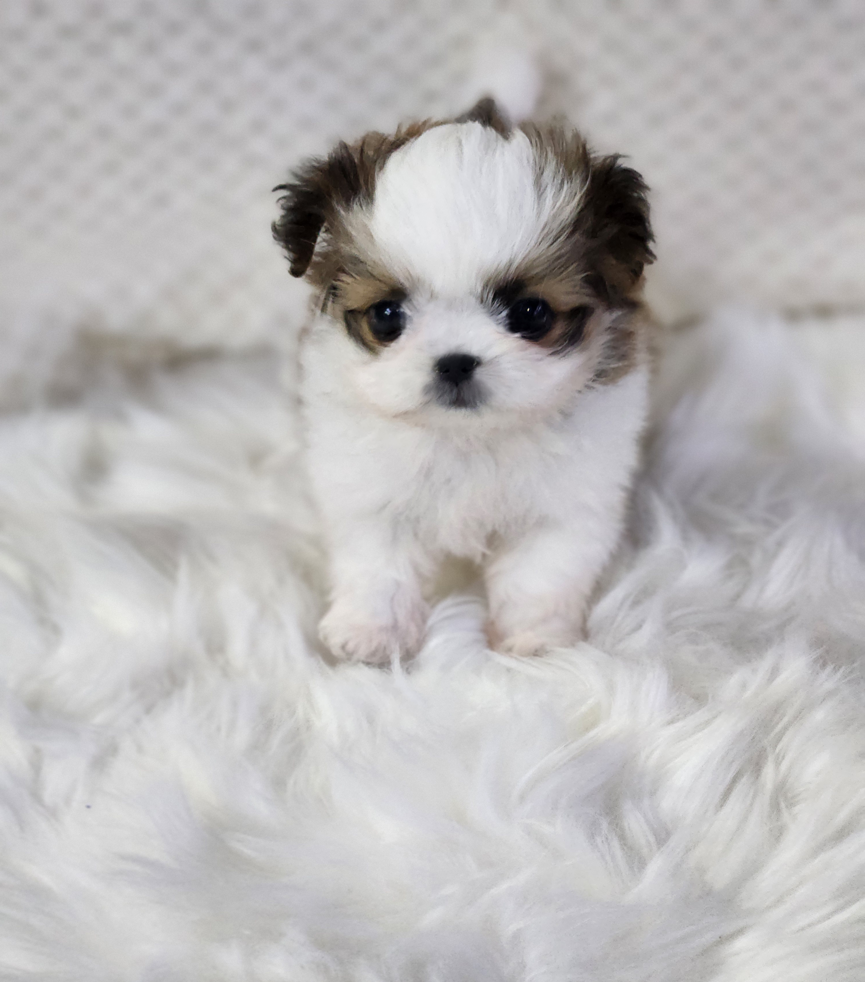 말티츄 입양합니다