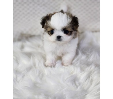 말티츄 입양합니다