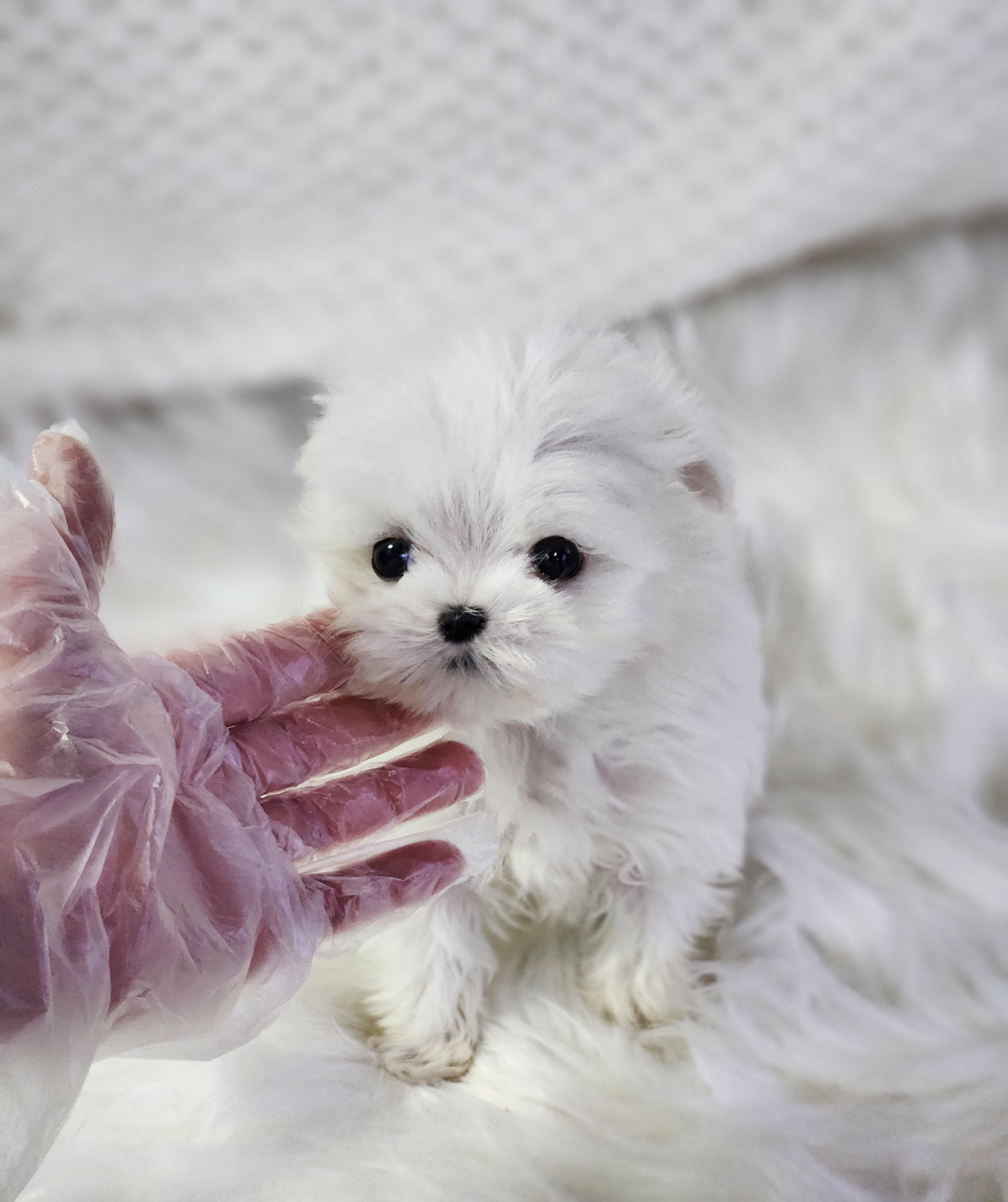 말티즈 입양합니다