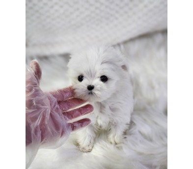 말티즈 입양합니다