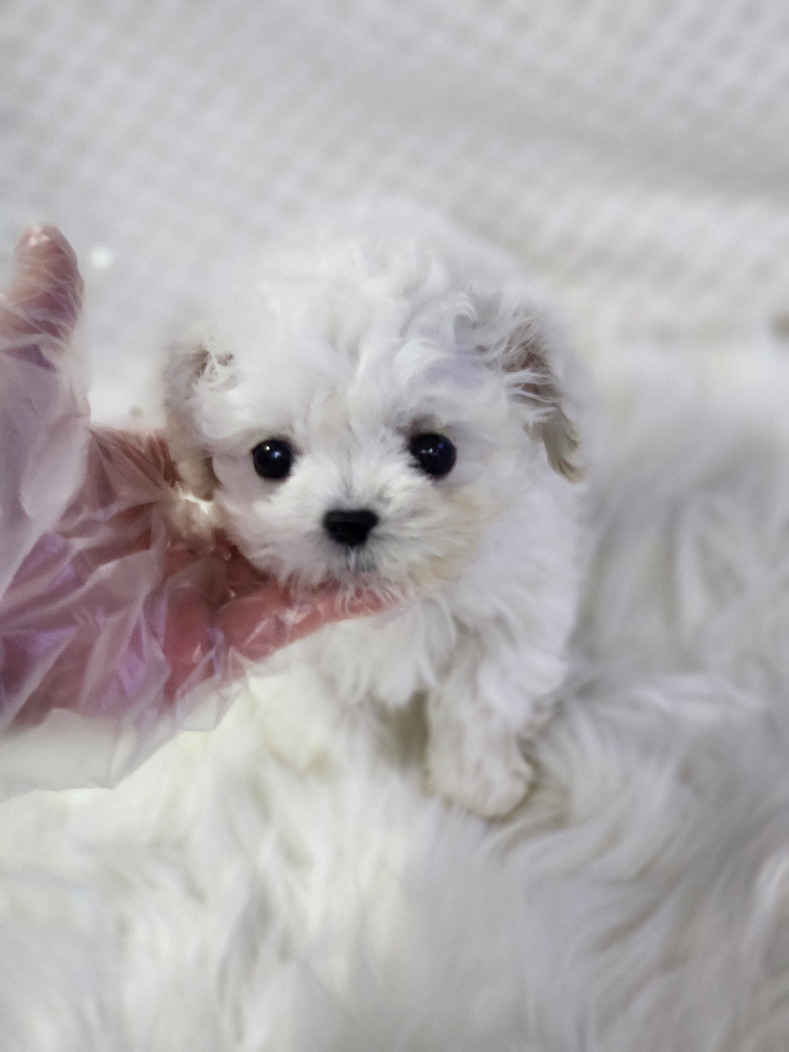 미니비숑 입양합니다