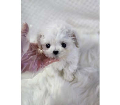 미니비숑 입양합니다